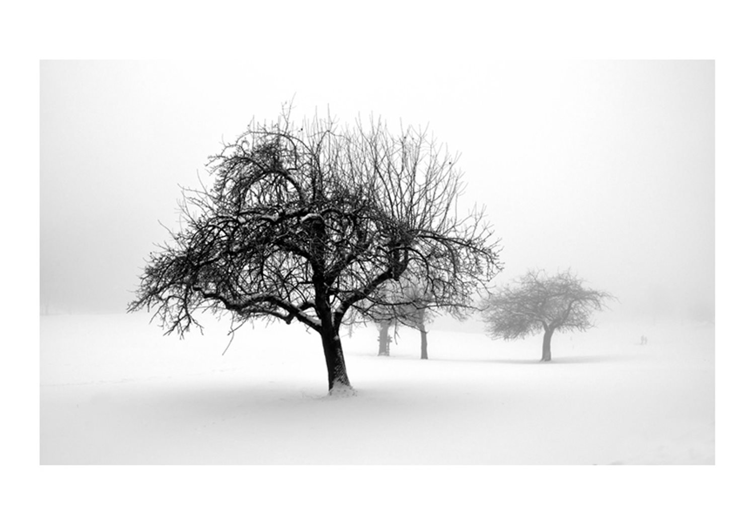 Φωτοταπετσαρία - winter - trees 450x270 φωτογραφία