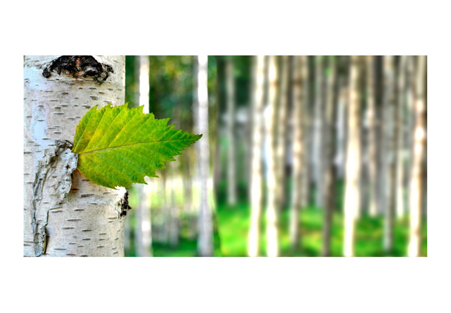 Ταπετσαρία XXL - Birch leaf 550x270 φωτογραφία