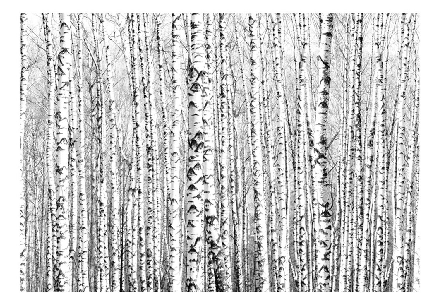 Φωτοταπετσαρία - Birch forest 200x140 φωτογραφία