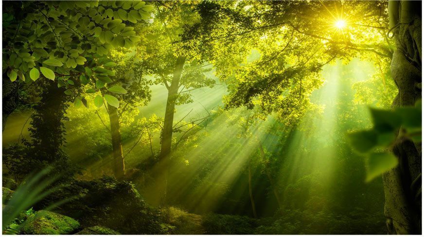 Αυτοκόλλητη φωτοταπετσαρία - In a Secret Forest II φωτογραφία
